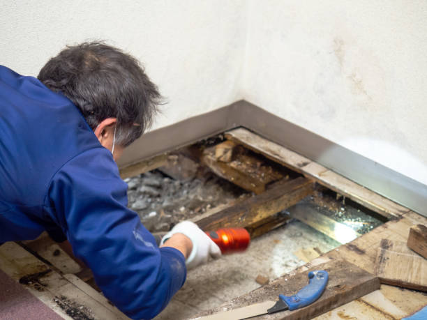 Best Mold Cleaning Services  in Mount Oliver, PA