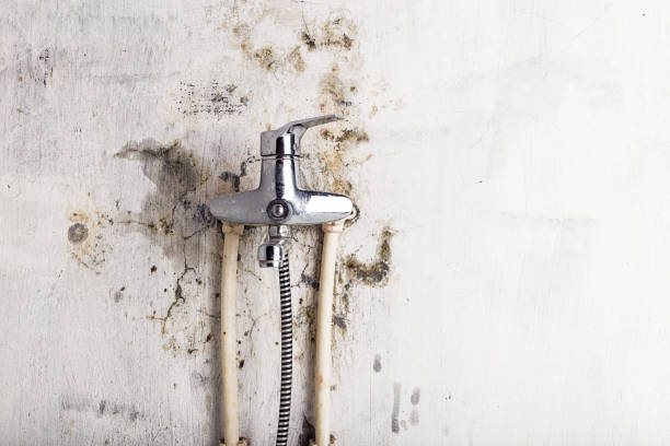 Trusted Mount Oliver, PA Mold Removal Experts