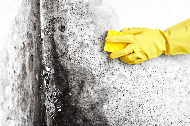 Crawl Space Mold Removal in Mount Oliver, PA