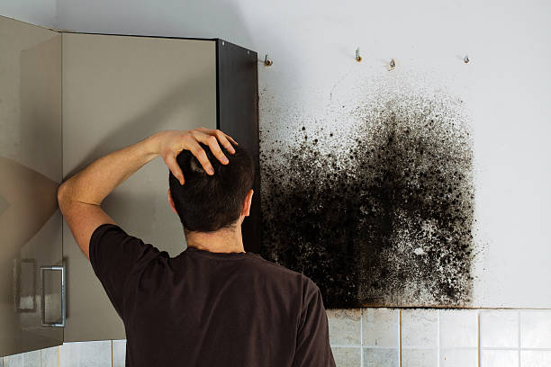 Best Best Mold Removal Companies  in Mount Oliver, PA
