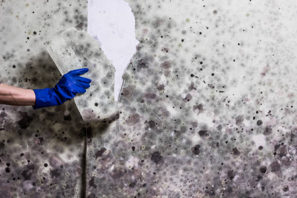 Best Toxic Mold Removal  in Mount Oliver, PA
